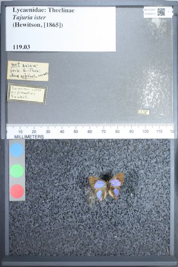 Media type: image;   Entomology 68510